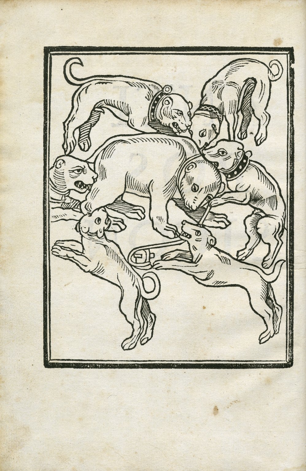 A woodcutting by William Lily (1468–1522) depicting a bear being bitten by six dogs.