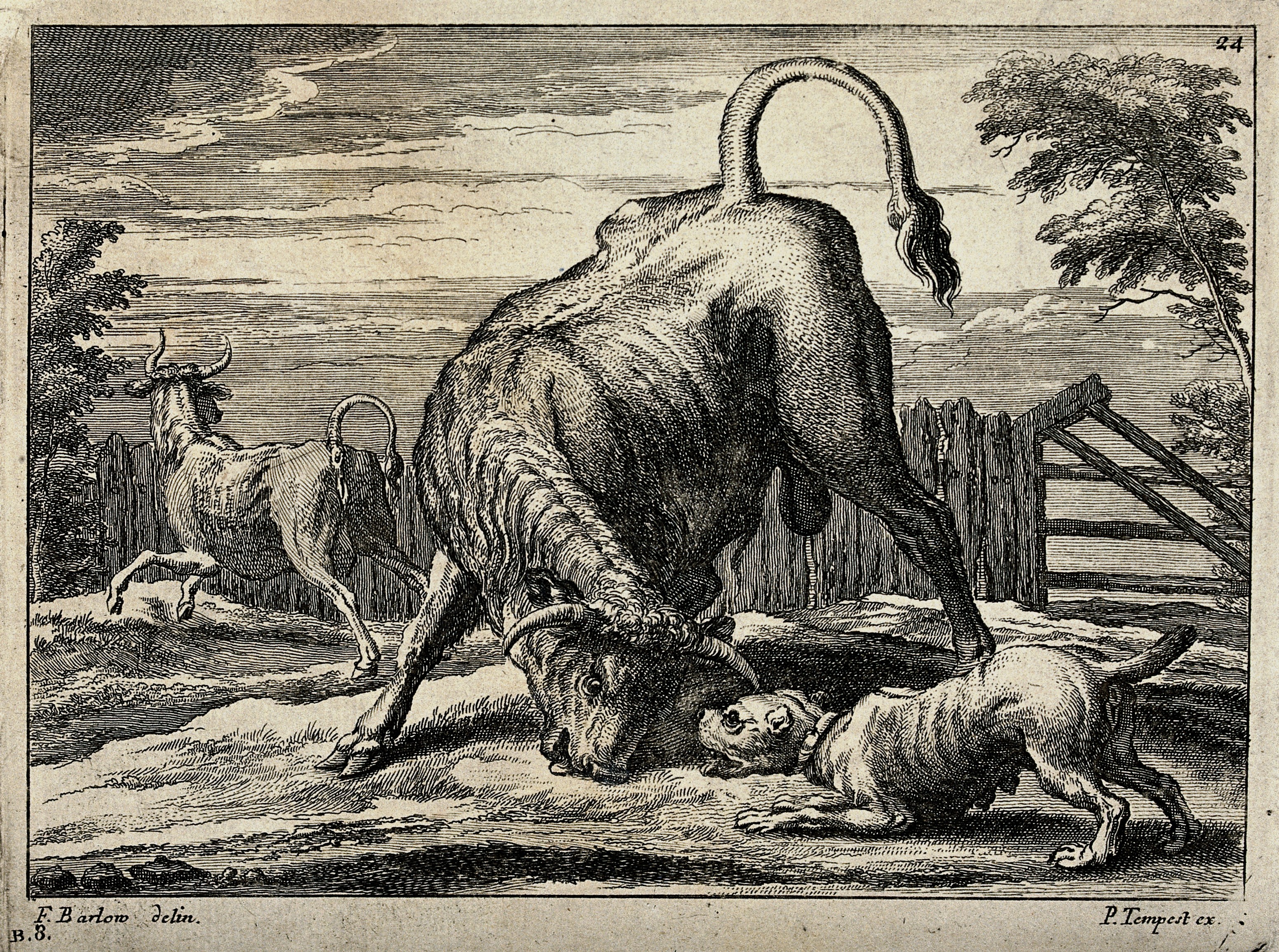 A black and white image of a bulldog and a bull getting ready to attack each other in a pen while another bull runs away.